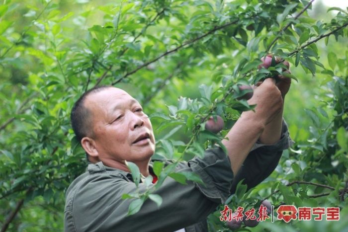 想到都流口水！5月三华李丰收“称霸”酸嘢摊