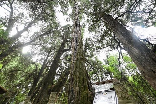 第一观察·瞬间丨总书记缘何珍视参天大树