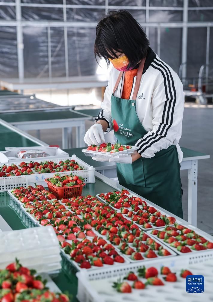 浙江建德：草莓抢鲜上市