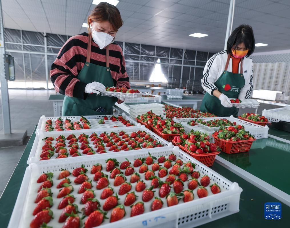 浙江建德：草莓抢鲜上市