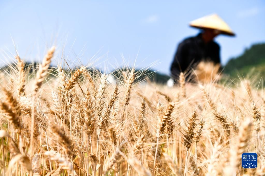 我国粮食产量连续9年稳定在1.3万亿斤以上